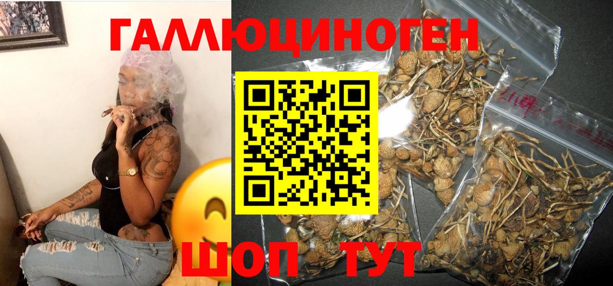 Псилоцибиновые грибы Cubensis Тейково